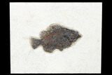 Fossil Fish (Cockerellites) - Green River Formation #179215-1